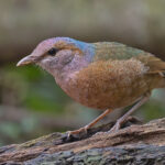 Blue-rumped Pitta (image by Pete Morris)