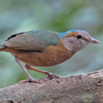 Blue-rumped Pitta (image by Pete Morris)