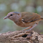 Blue-rumped Pitta (image by Pete Morris)