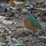Blue-rumped Pitta (image by Pete Morris)