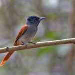 Blyth's Paradise Flycatcher (image by Pete Morris)
