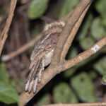 Blyth's Frogmouth (image by Pete Morris)