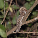 Blyth's Frogmouth (image by Pete Morris)