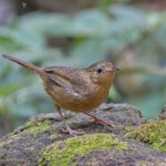 Buff-breasted Babbler (image by Pete Morris)