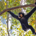 Buff-cheeked Gibbon (image by Pete Morris)