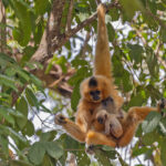 A Buff-cheeked Gibbon mother with her baby (image by Pete Morris)