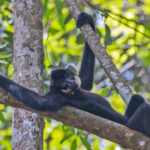 Buff-cheeked Gibbon taking a break in the treetops (image by Pete Morris)