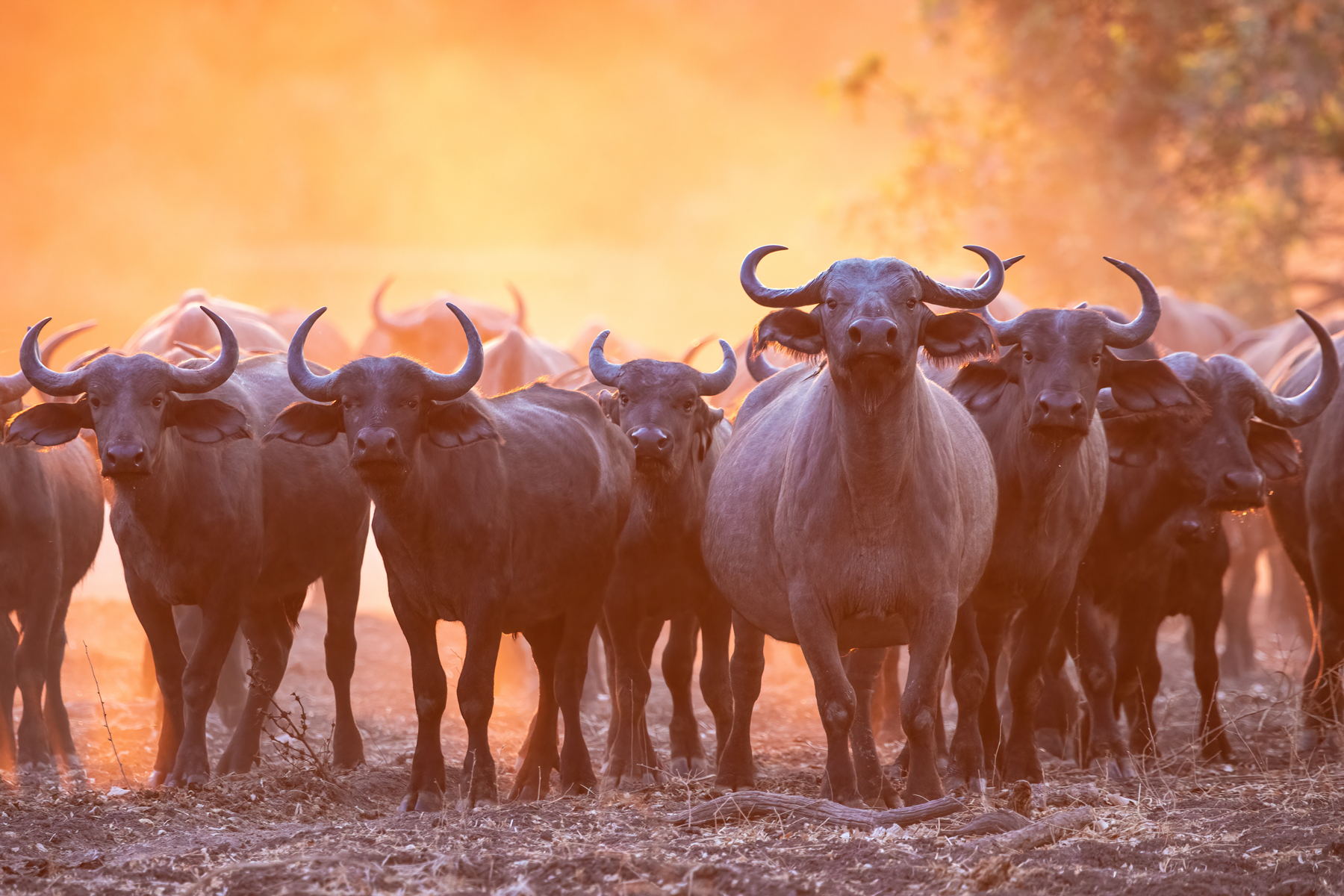 A wary herd of African Buffalo at sunrise (image by Inger Vandyke)