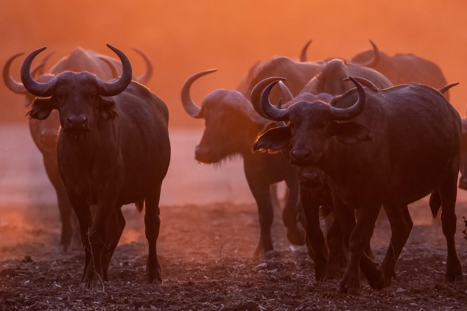 It doesn't get any better than photography in a red sky dawn in Luangwa (image by Inger Vandyke)