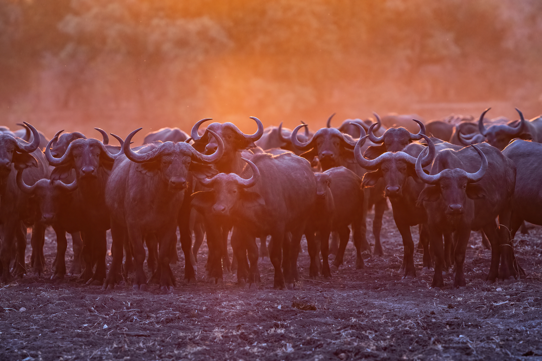 A herd of African Buffalos in the red dust of sunrise (image by Inger Vandyke)