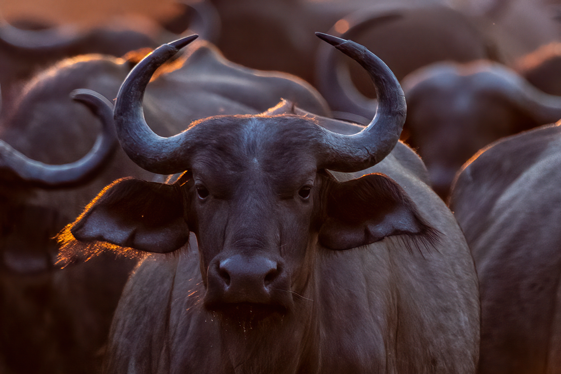 Sunrise catches the hair on the edge of a buffalo's ears (image by Inger Vandyke)