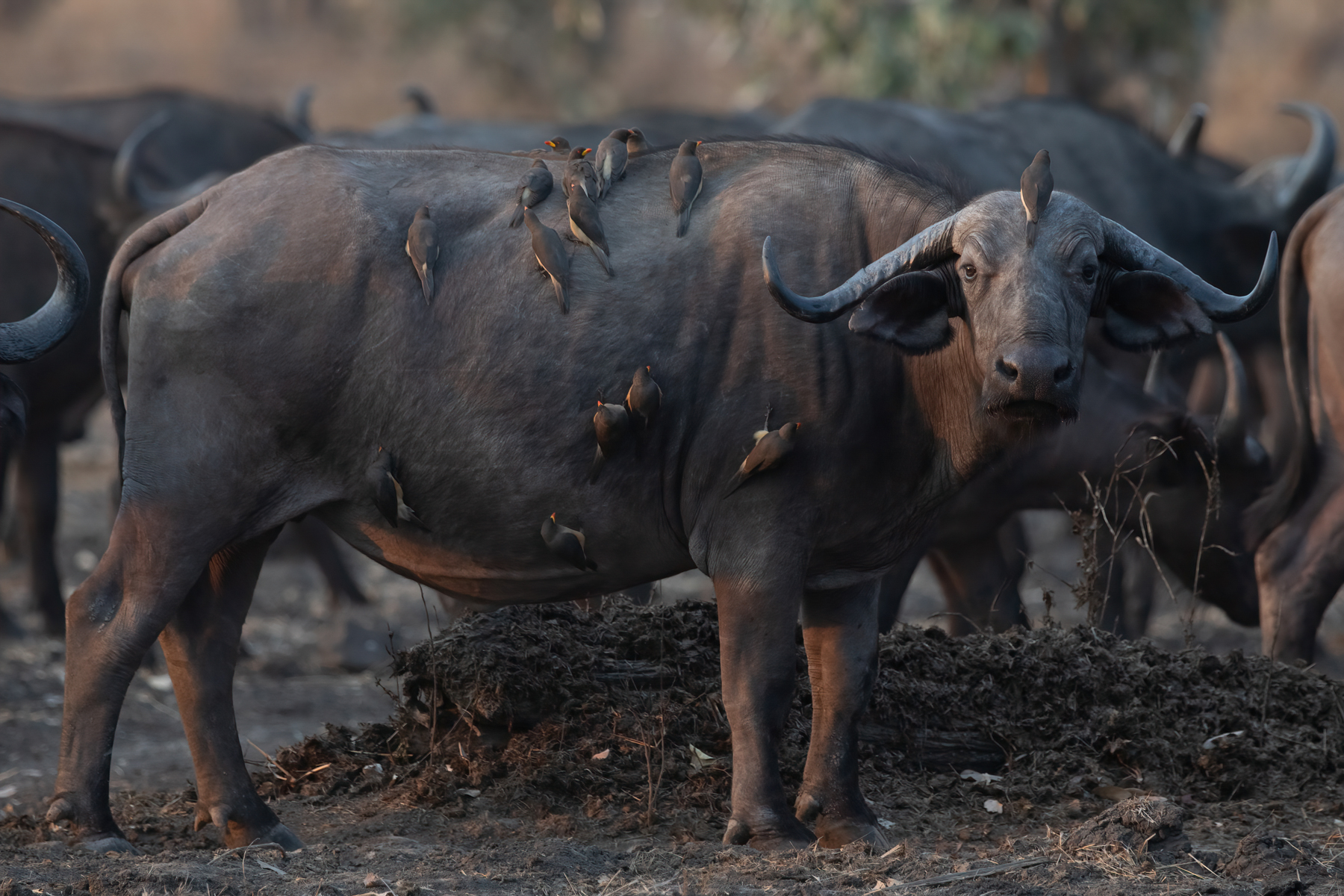 African Buffalo with pesky oxpeckers (image by Inger Vandyke)