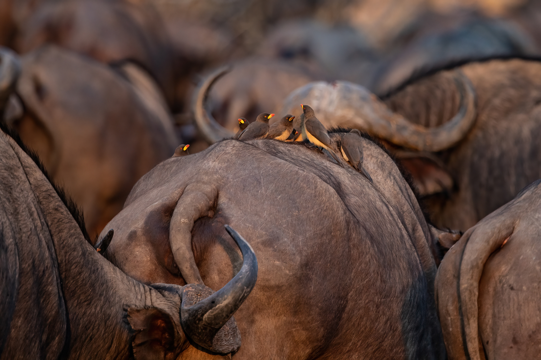 A meeting of Yellow-billed Oxpeckers on a buffalo's back (image by Inger Vandyke)