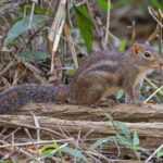 Cambodian Ground Squirrel (image by Pete Morris)