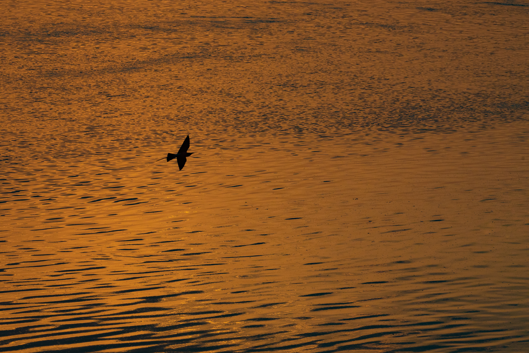 A silhouetted Southern Carmine Bee-eater in the sunset of the Luangwa River (image by Inger Vandyke)