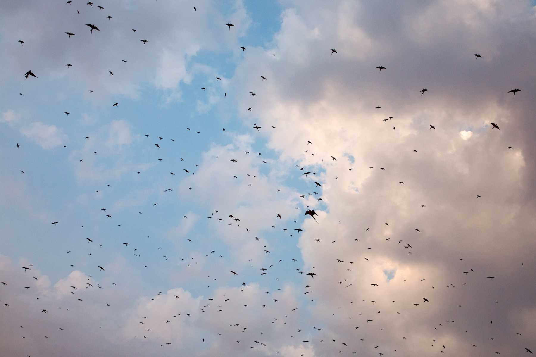 Southern Carmine Bee-eaters fill the skies of Luangwa like a swarm during their breeding season (image by Inger Vandyke)
