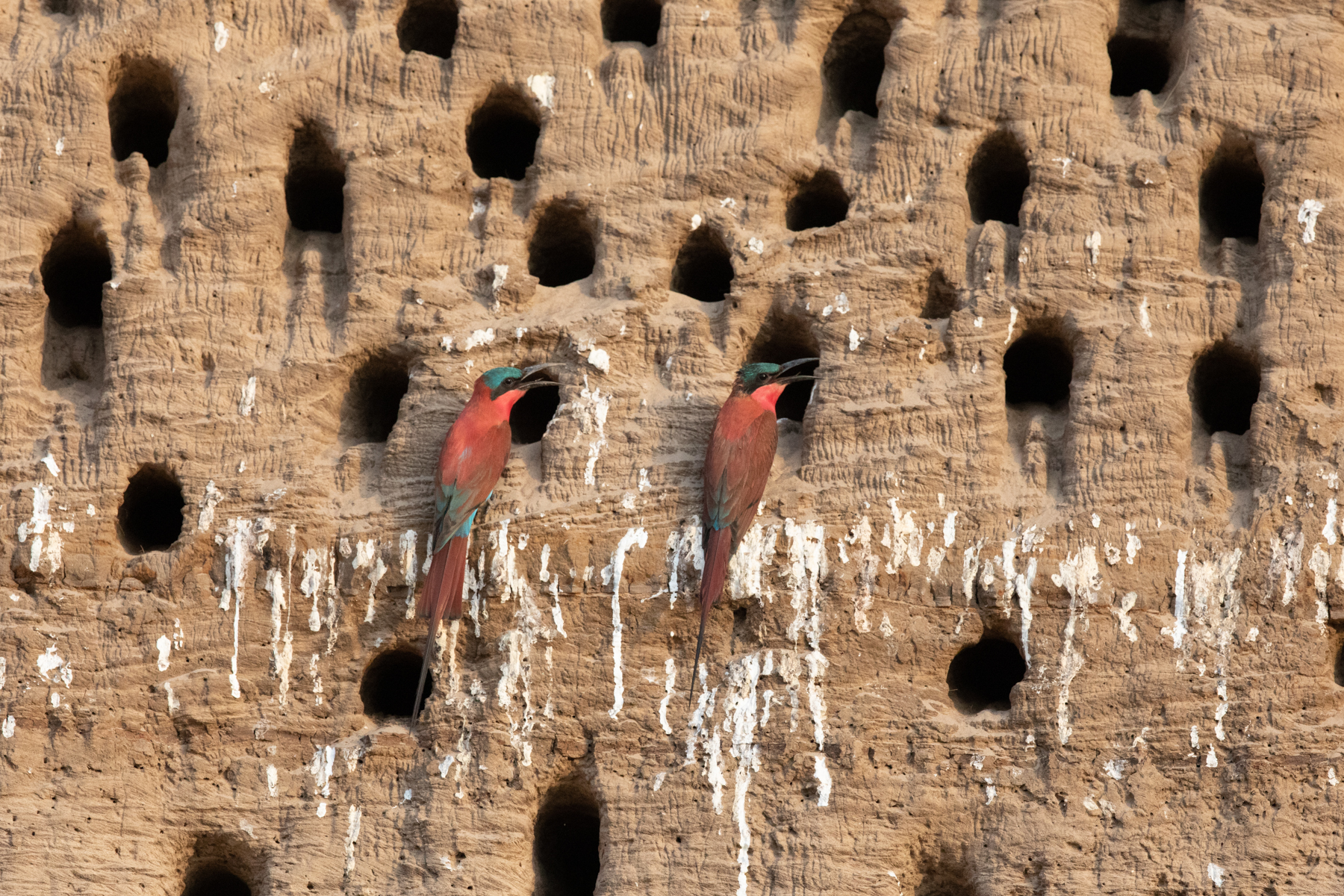 Carmine pair at their breeding colony (image by Inger Vandyke)