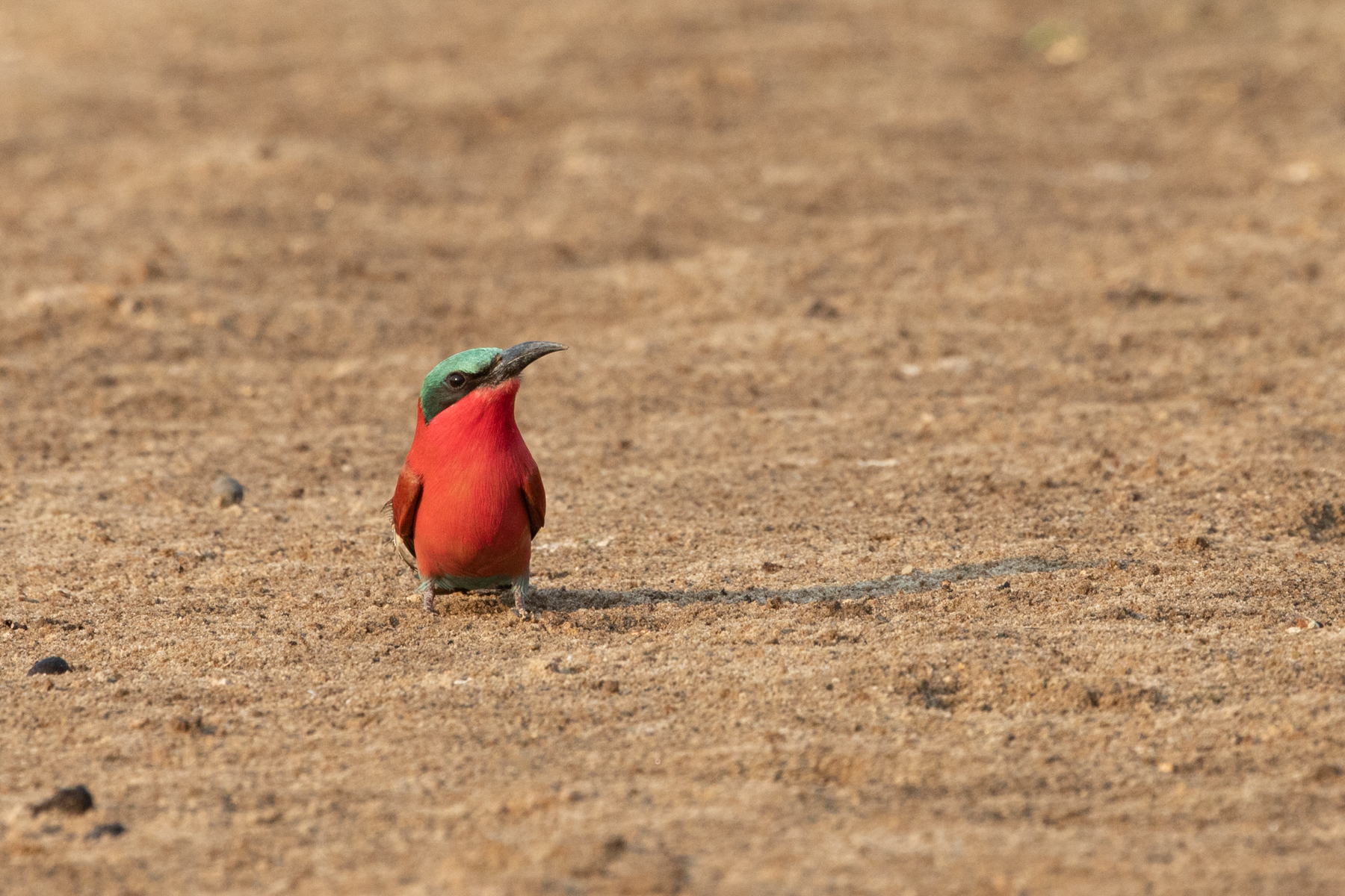 A solo Southern Carmine Bee-eater at the roost near its nesting area (image by Inger Vandyke)