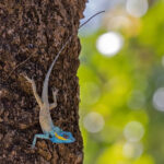 Cat Tien Agamid (Calotes bachae) (image by Pete Morris)