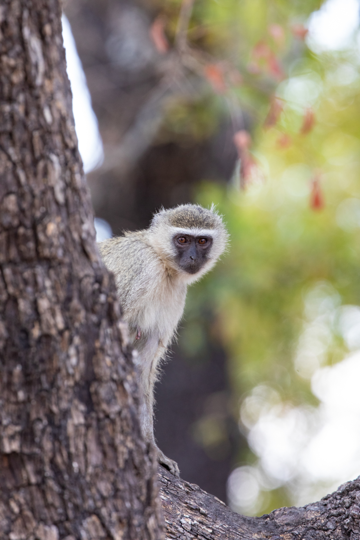 A cheeky Vervet Monkey (image by Inger Vandyke)