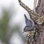 Chestnut-vented Nuthatch (image by Pete Morris)
