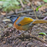 Collared Laughingthrush (image by Pete Morris)