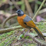 Collared Laughingthrush (image by Pete Morris)