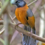 Collared Laughingthrush (image by Pete Morris)