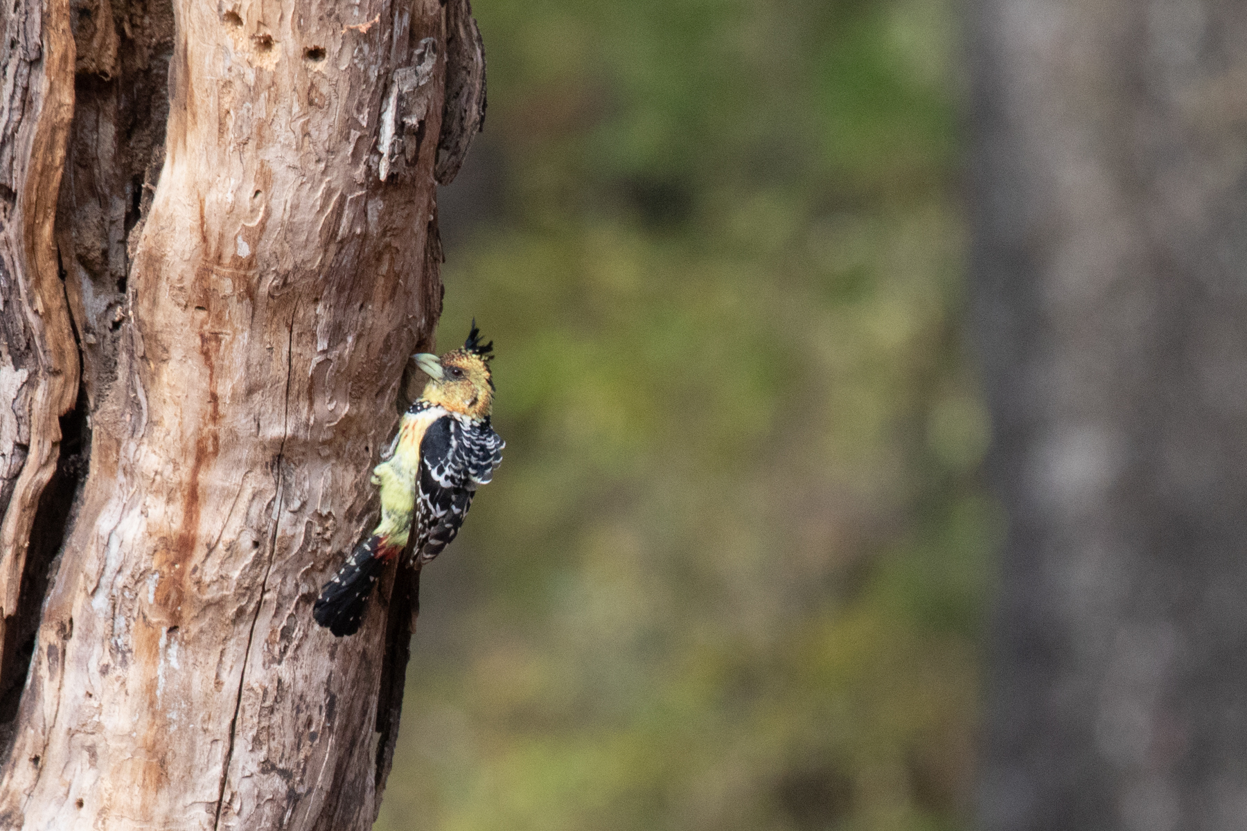 A Crested Barbet at its nesting hole (image by Inger Vandyke)