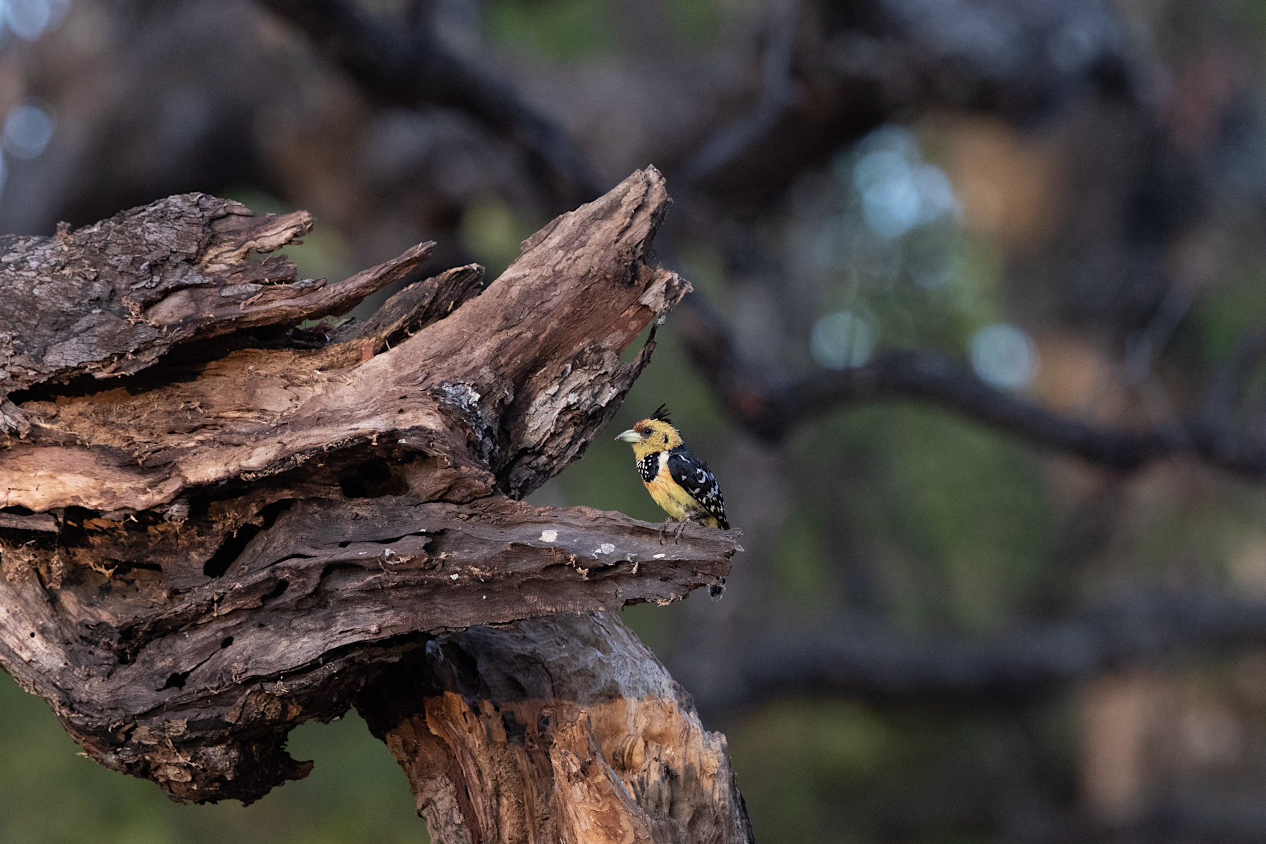 A charismatic Crested Barbet sits on a log near its nesting hole (image by Inger Vandyke)