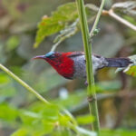 Crimson Sunbird (image by Pete Morris)