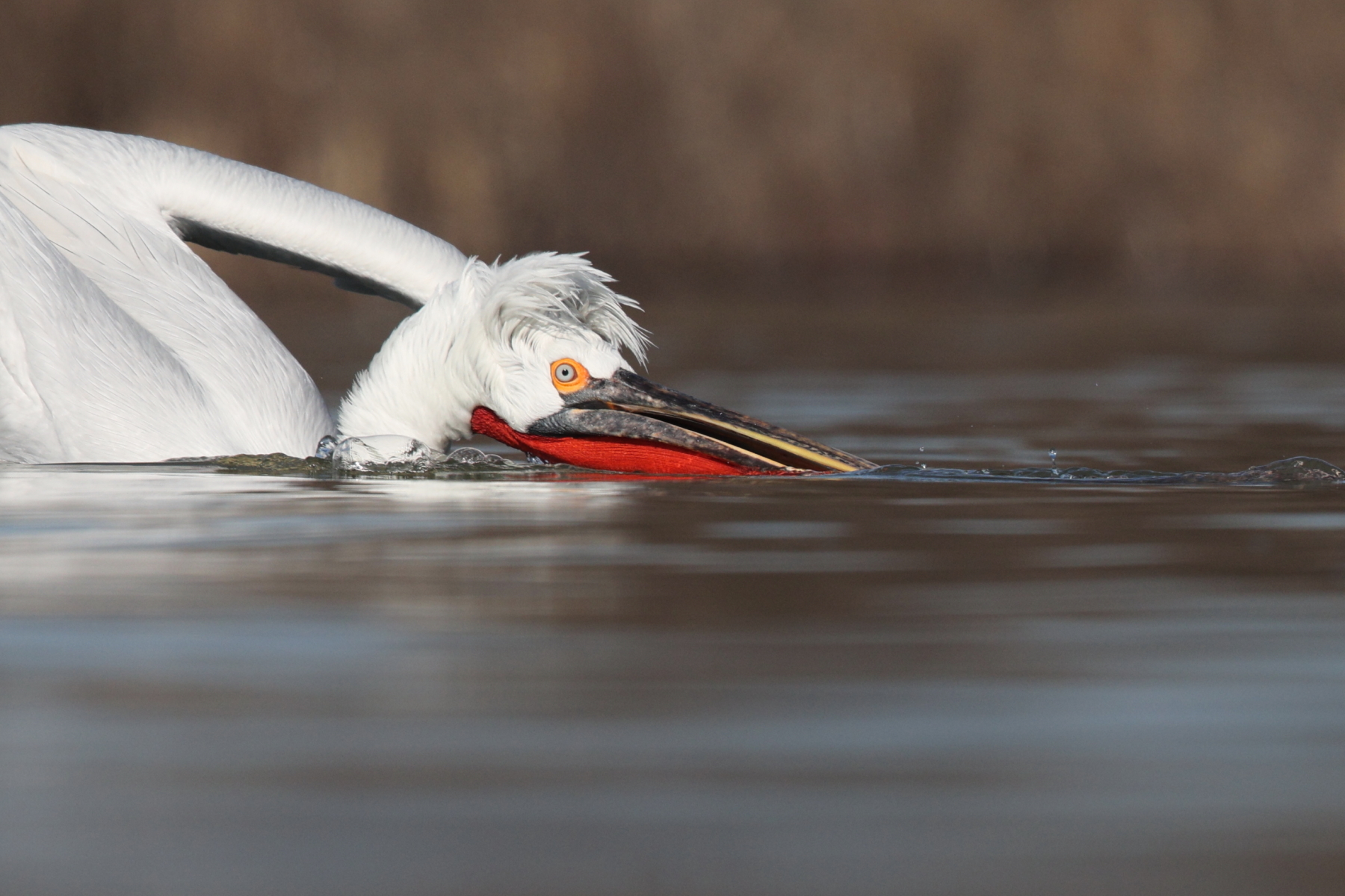 Eye level with feeding Dalmatian Pelicans (image by János Oláh)