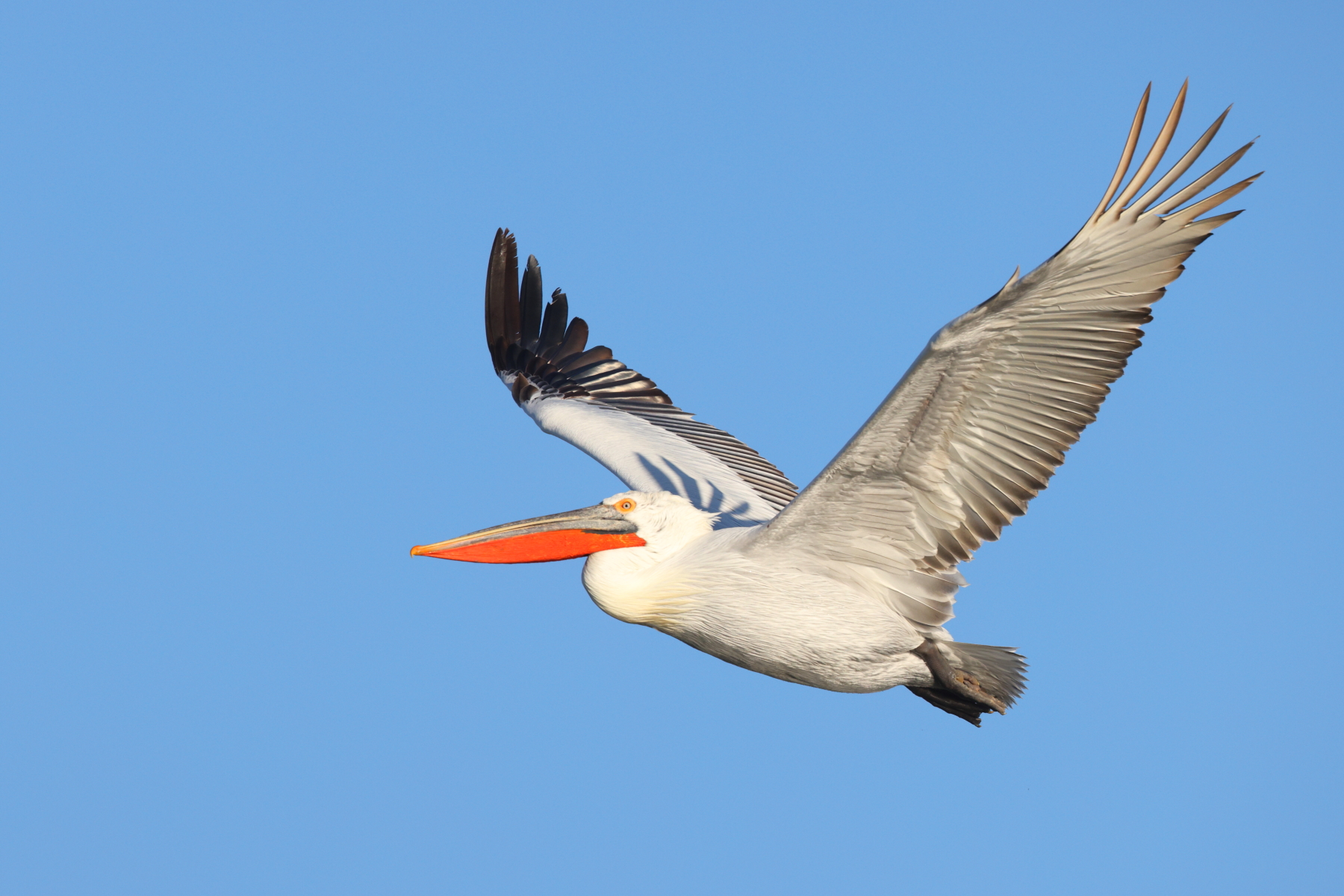 Dalmatian Pelican in flight (image by János Oláh)