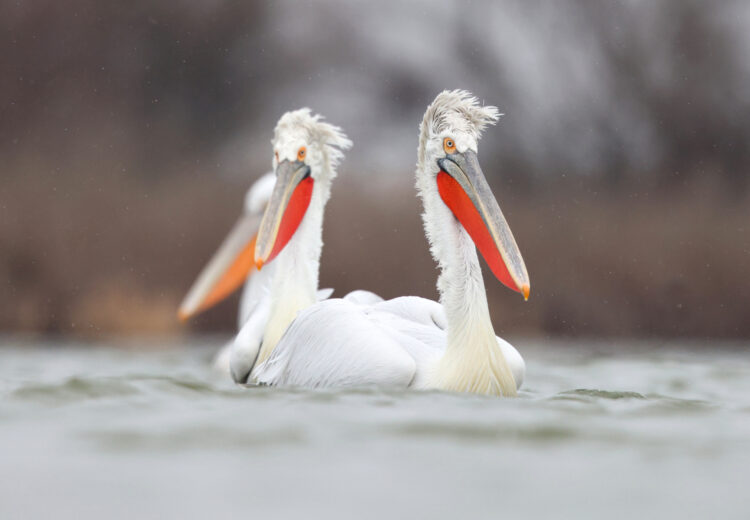 Charismatic Dalmatian Pelicans are a highlight of our winter tour to the Danube (image by János Oláh)