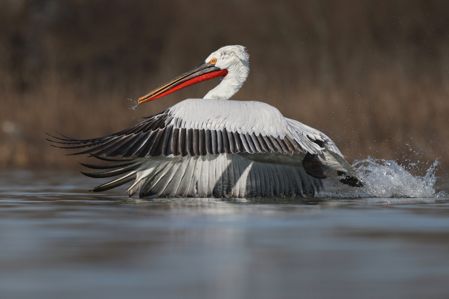 Photography of Dalmatian Pelicans from a hide allows you to get to eye level with these stunning birds (image by János Oláh)