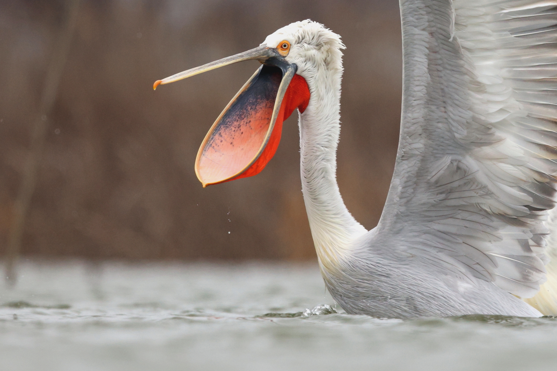 A 'talking' Dalmatian Pelican (image by János Oláh)