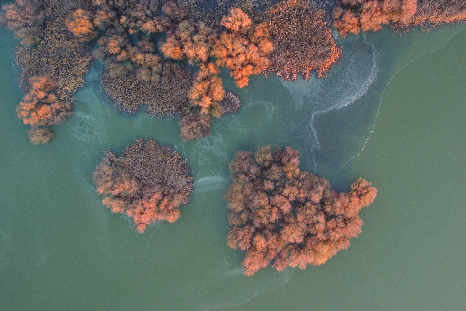 The contrasting winter woodlands with the semi-frozen Danube Delta (image by János Oláh)