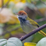 Dark-necked Tailorbird (image by Pete Morris)