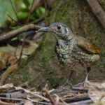 Dark-sided Thrush (image by Pete Morris)