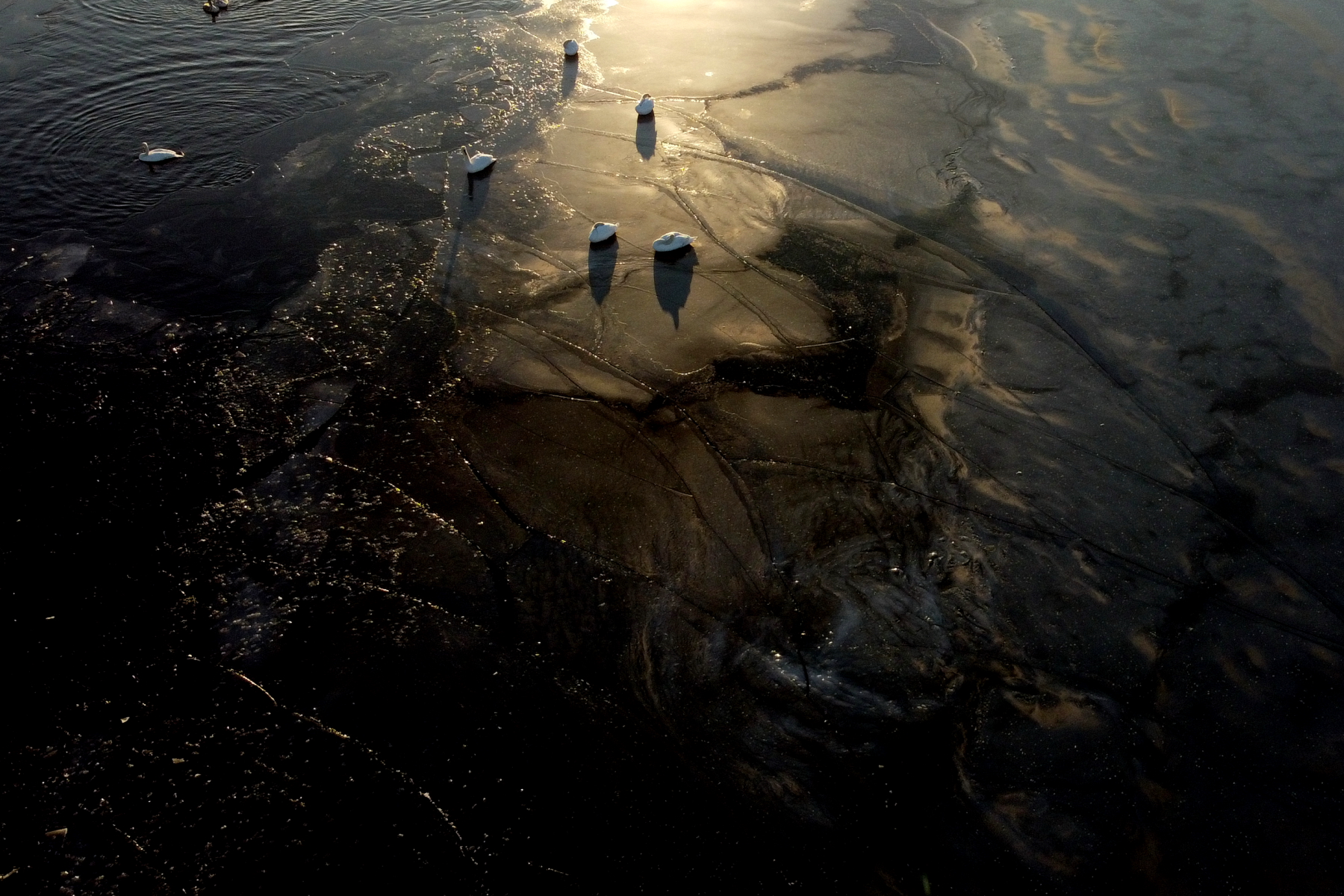 Swans on the ice at sunrise (image by János Oláh)