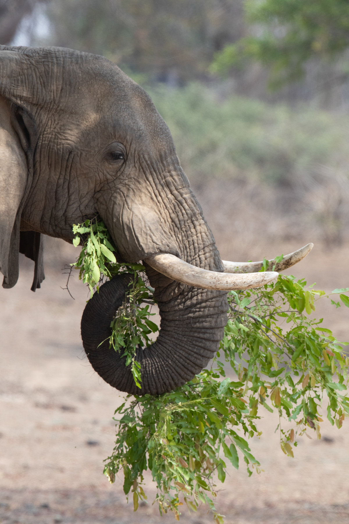 An elephant browsing mopane leaves (image by Inger Vandyke)