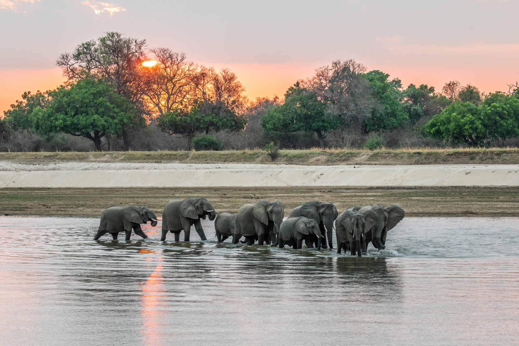 Elephant crossing. This isn't a bad traffic jam on safari (image by Inger Vandyke)