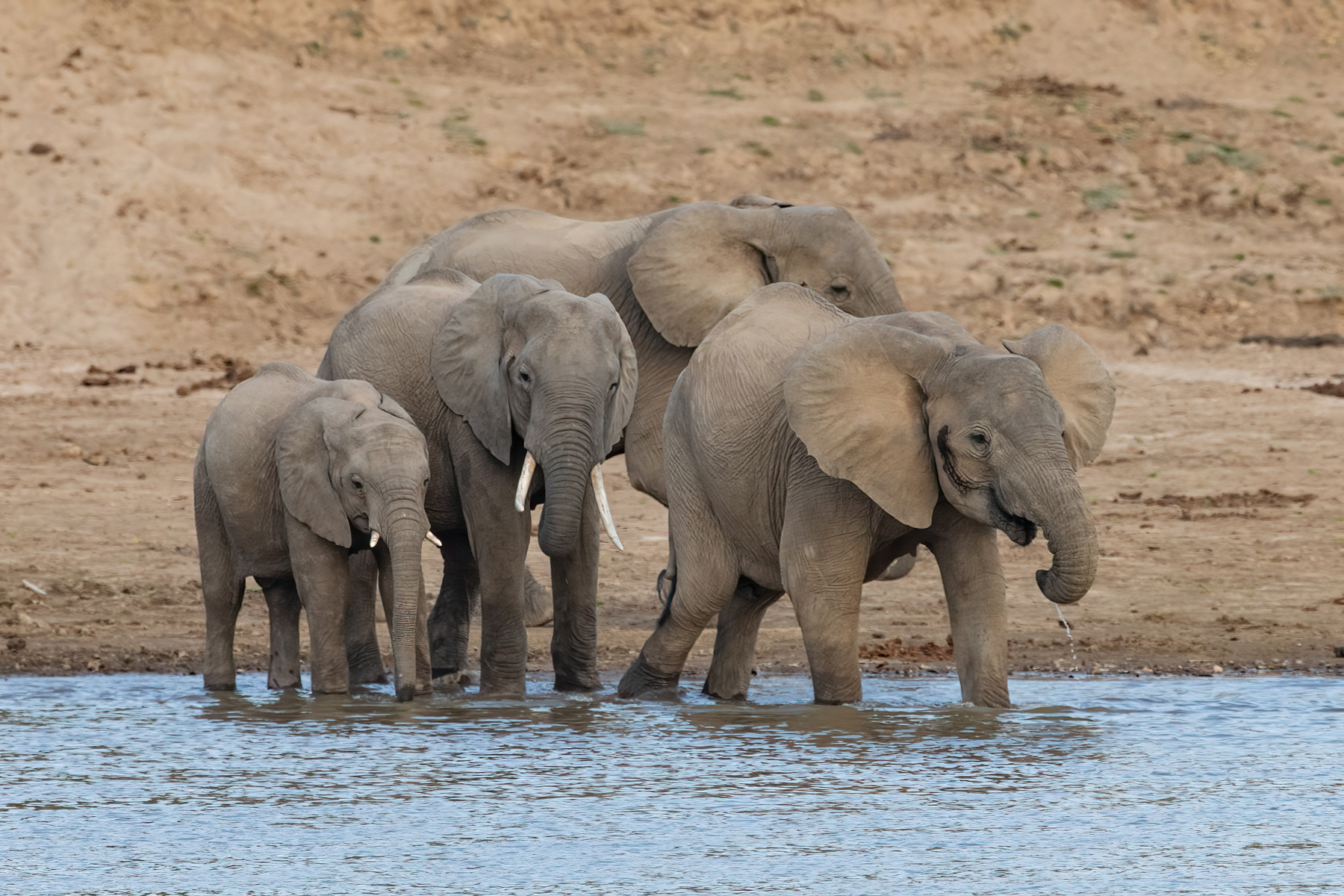 An elephant family begins to cross the Luangwa River (image by Inger Vandyke)