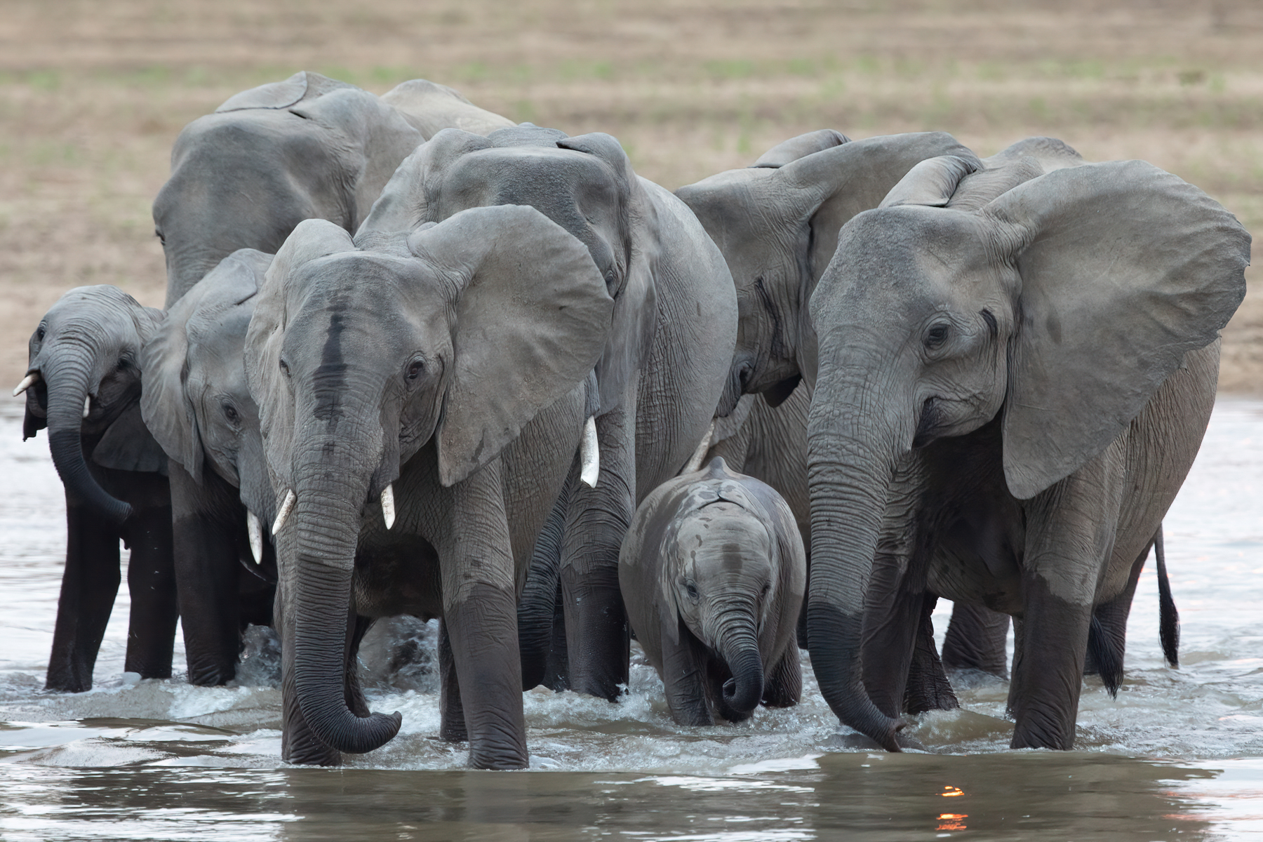 Herds of elephants regularly cross the Luangwa River (image by Inger Vandyke)
