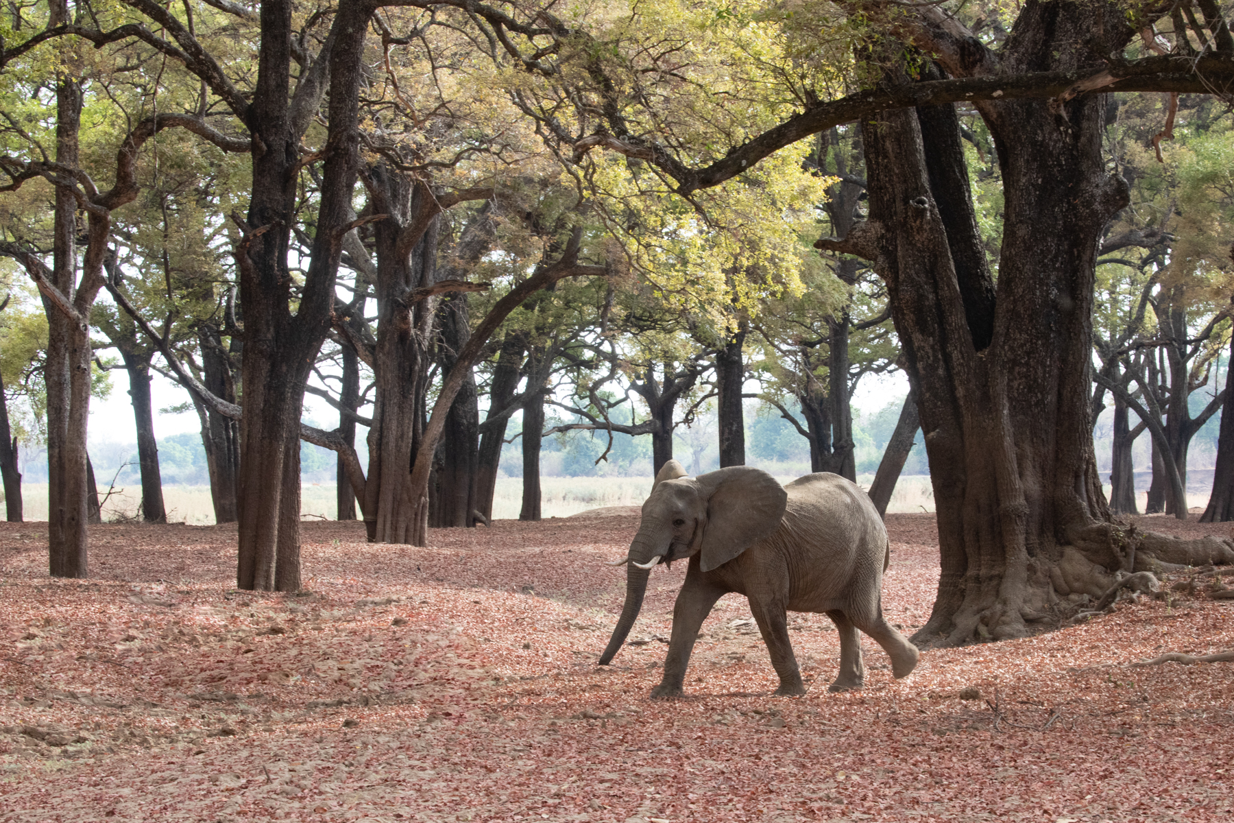 South Luangwa's ebony forests are like gardens of eden, particularly when they are visited by the park's resident elephant herds (image by Inger Vandyke)