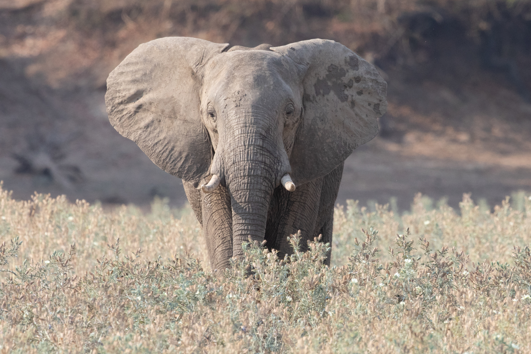 A young elephant grazing on herbaceous plants (image by Inger Vandyke)