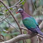 Portrait of an Emerald Dove (image by Pete Morris)