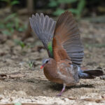 Emerald Dove with wings outstretched (image by Pete Morris)