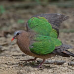 An Emerald Dove showing off its Emerald colours (image by Pete Morris)