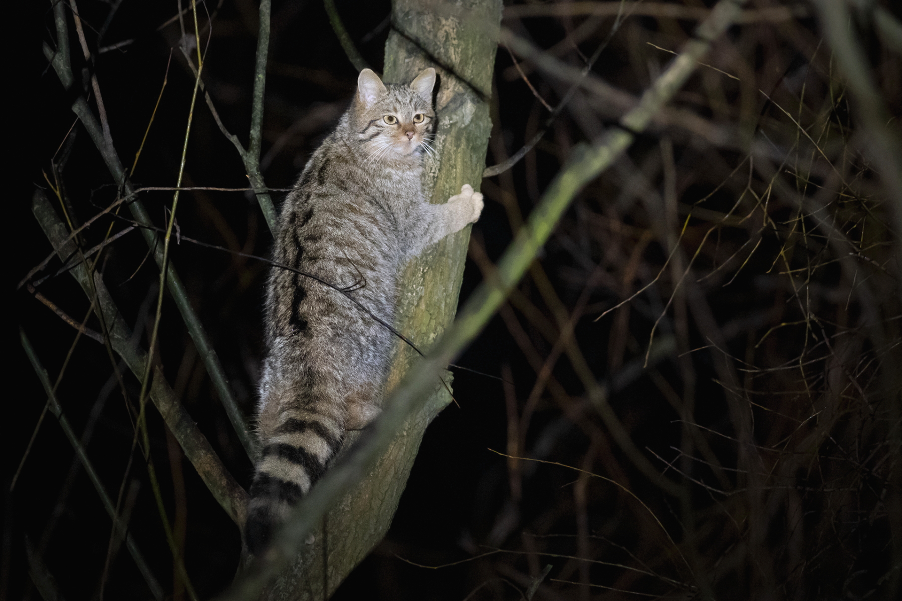 A European Wildcat climbing a tree. Winter is a great time to photograph these in Romania. The lack of vegetation makes them easier to spot! (image by Zoltan Nagy)